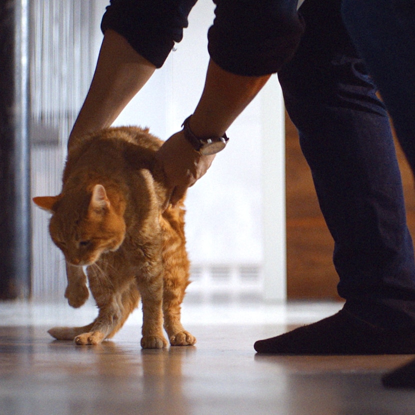 体重管理キャットフード