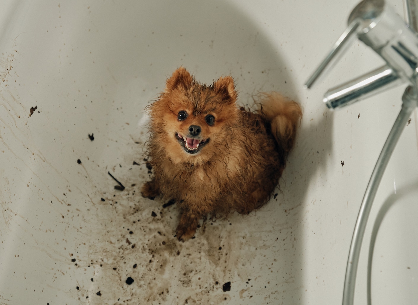 体重管理キャットフード