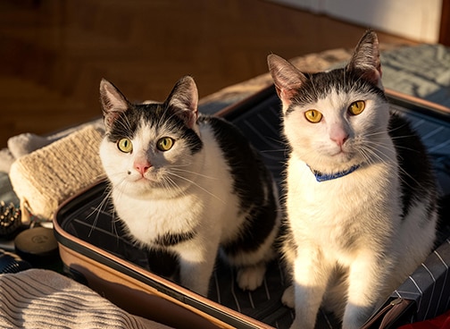 体重管理キャットフード