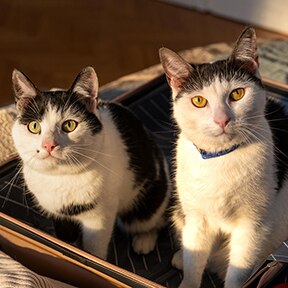 体重管理キャットフード