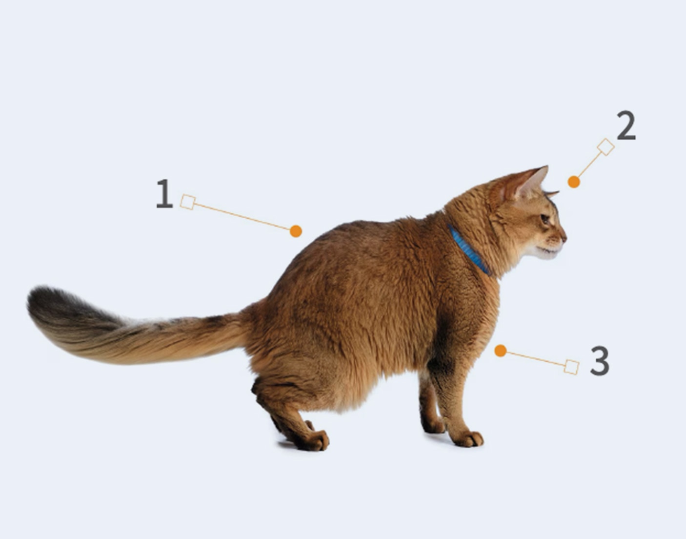 体重管理キャットフード