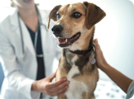A dog in a clinic beside a veterinarian