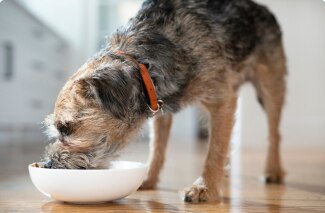  高齢犬 11歳以上