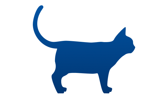 ぽっちゃり体型の猫