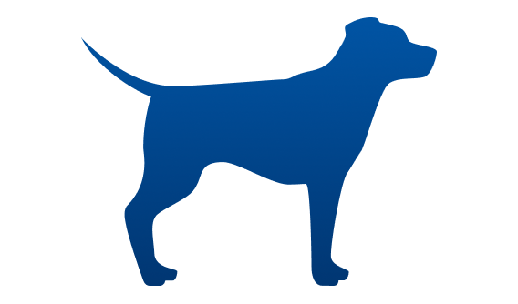 ほっそり体型の犬