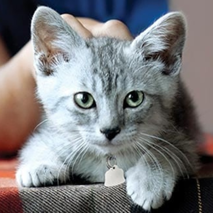 動物保護施設の子猫