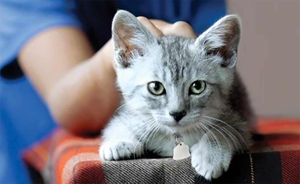 動物保護施設の子猫