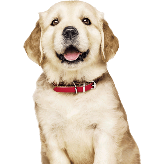 ゴールデンレトリバーの子犬の画像