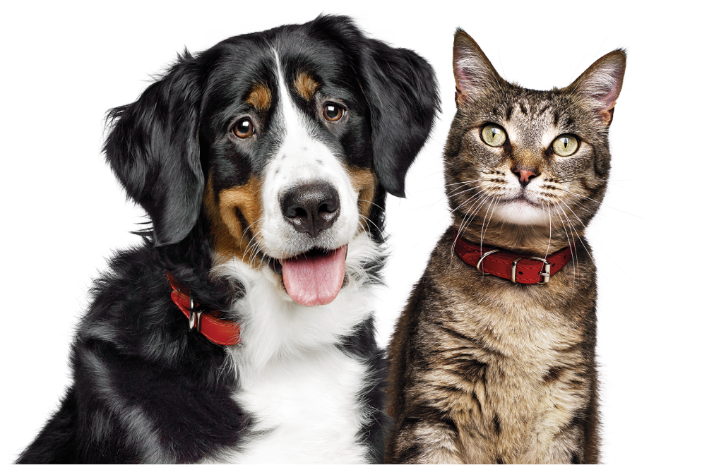 赤い首輪をした犬と虎猫が、白い背景の前で一緒にポーズをとっている。