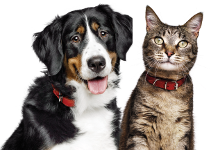 赤い首輪をした犬と虎猫が、白い背景の前で一緒にポーズをとっている。