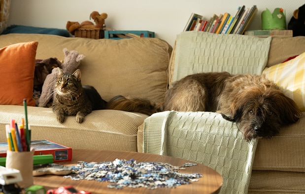 ソファでくつろぐ猫と犬