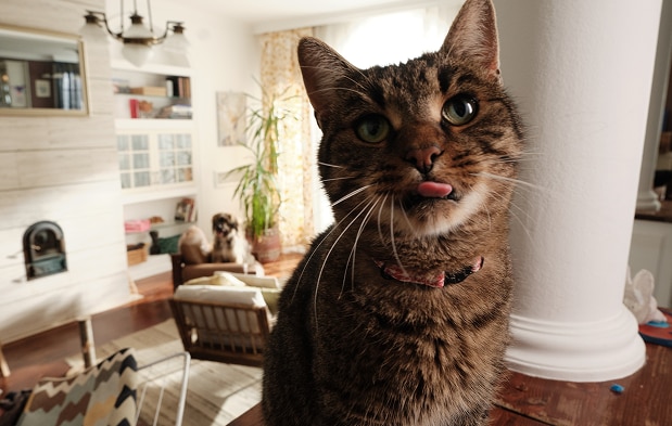 ごはんを待つ猫