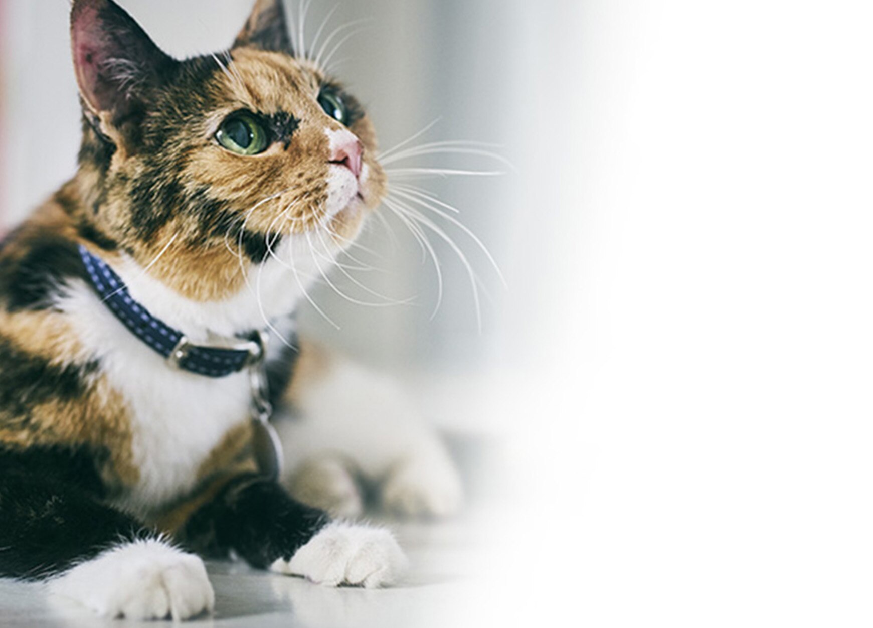 高齢犬のペット