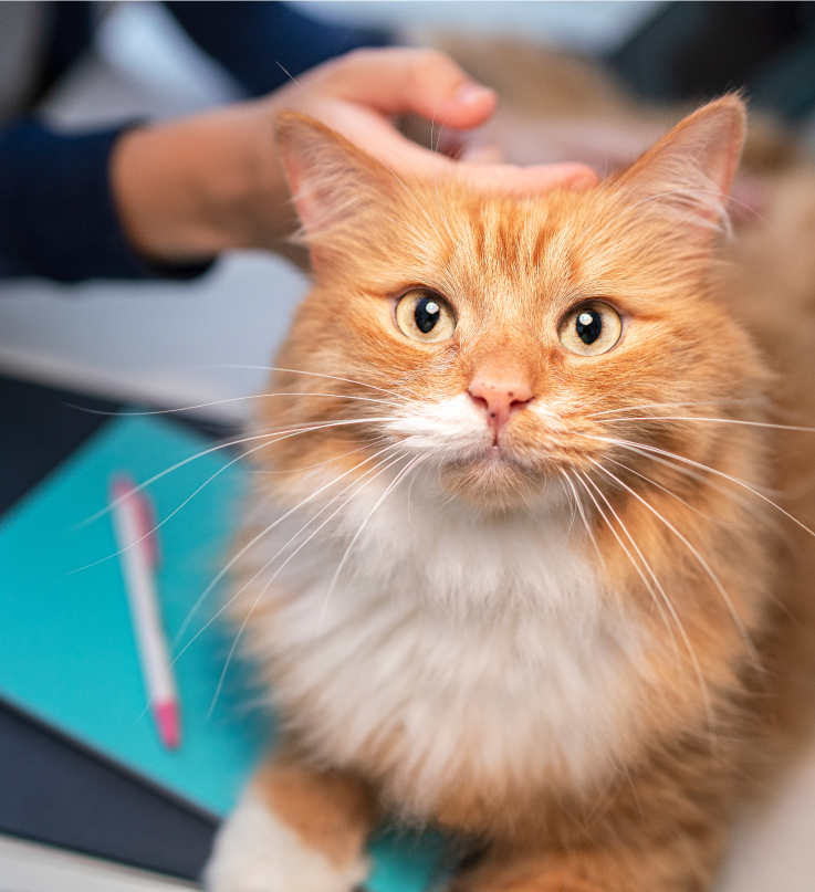 茶色の猫が顔を上げる