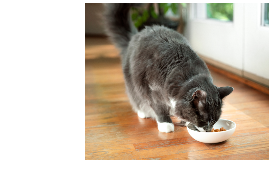 床で食事をしている灰色の猫