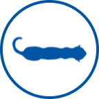 痩せた猫のアイコン