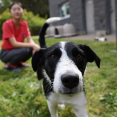 屋外で若い女の子の隣にいる犬
