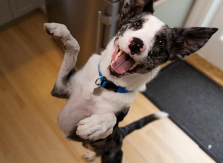 喜びで飛び跳ねる犬