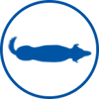 健康な犬のアイコン