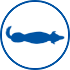 痩せた犬のアイコン